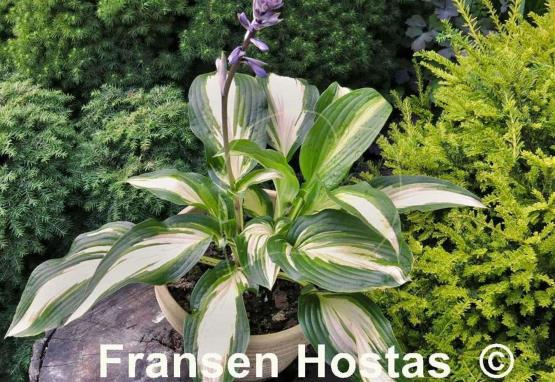 Hosta Jane Ward